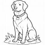 Easy coloring page of a golden retriever dog sitting in grass wearing a collar with a bone tag