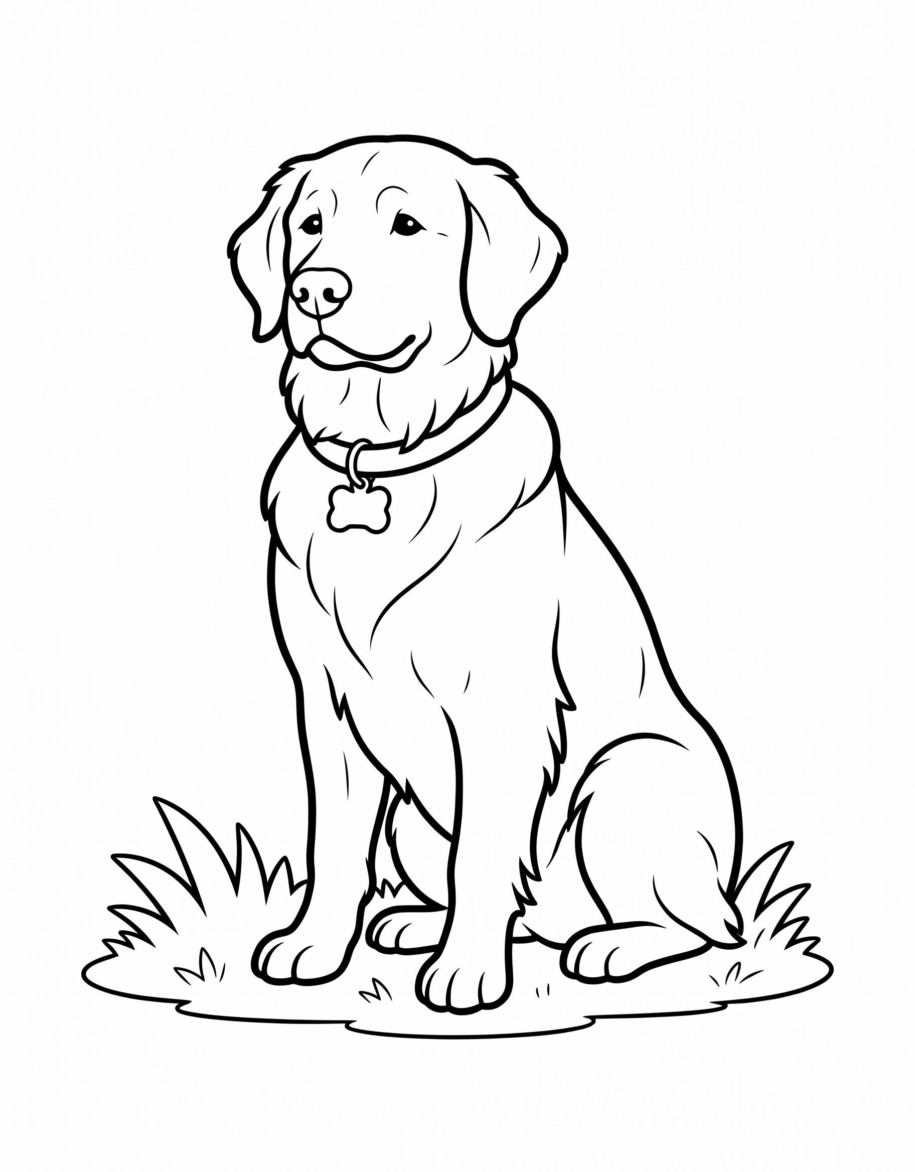 Easy coloring page of a golden retriever dog sitting in grass wearing a collar with a bone tag